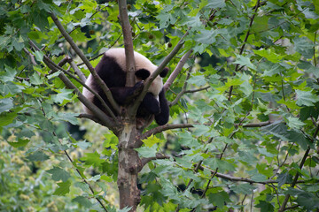 Obraz premium giant panda fast asleep in a leafy green tree
