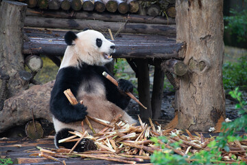 giant panda sitting covered in bamboo with bamboo in its paws