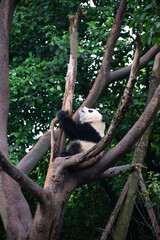 giant panda up in the tree branches