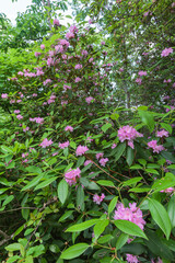 Fototapeta na wymiar Rhododendron Blooming