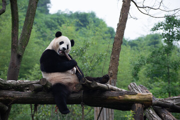 Giant Panda sitting on a platform eating bamboo © Wandering Bear