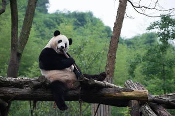 Gardinen Panda Giant Panda sitting on a platform eating bamboo  © Wandering Bear