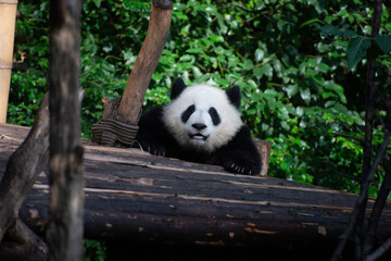 Giant Panda Cub climbing up onto a wood platform