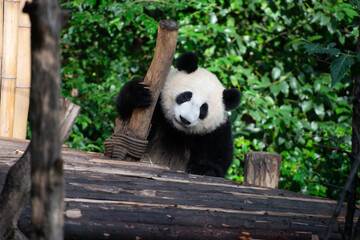 Fototapeta premium Giant Panda Cub climbing up onto a wood platform