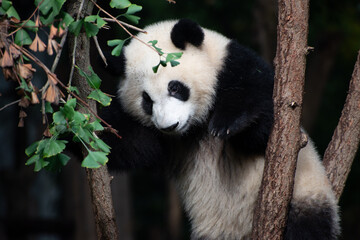 Giant Panda cub up in the tree branches