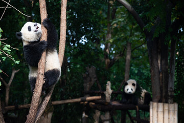 Obraz premium Giant Panda cub up in the tree branches
