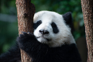 close up portrait of a giant panda cub in a tree