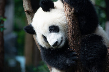 Obraz premium close up portrait of a giant panda cub in a tree