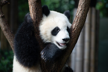 close up portrait of a giant panda cub in a tree