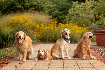 four golden retrievers sitting on pavement in park