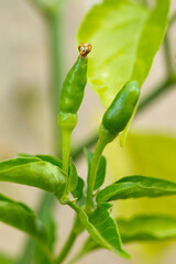 Fresh green chili on tree