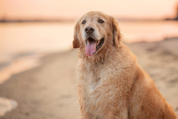happy golden retriever at the beach at sunset