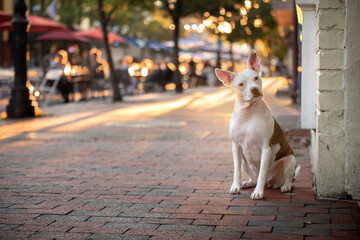 cute pitbull chihuahua mixed breed dog with big ears sits on cobbled street at sunset with outdoor dining