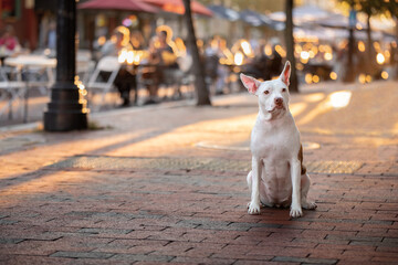 cute pitbull chihuahua mixed breed dog with big ears sits on cobbled street at sunset while people eat outside
