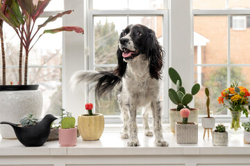 happy springer spaniel looking away with cactuses and succulents