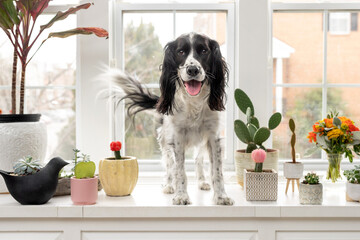 wagging tail springer spaniel standing with houseplants in front of bright windows - obrazy, fototapety, plakaty