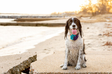 sweet springer spaniel sitting on hetty at beach with tongue out - obrazy, fototapety, plakaty