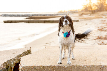 springer spaniel standing on jetty at sunset with wagging tail