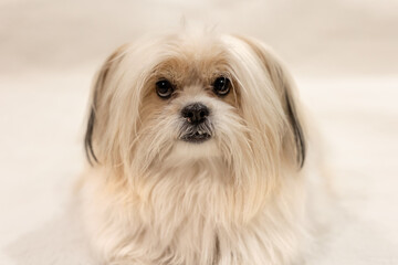 cute white long haired dog sitting on white linen bed