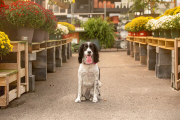 Springer spaniel sitting in rows of flowers in garden store
