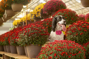 adorable springer spaniel with tongue out sitting with red chrysanthemums in plant nursery