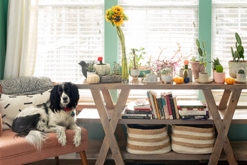 cute dog sitting on pink chair next to table with potted plants
