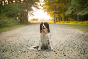 dog with tongue out sitting on rocky bath with golden daylight