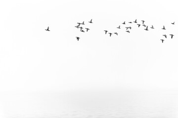 Fototapeta flock of birds above the water on foggy day obraz