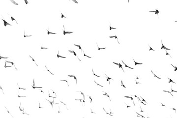 Fototapeta pigeons flying against white sky background obraz