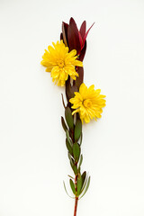 yellow flowers and ginger stalk on white background