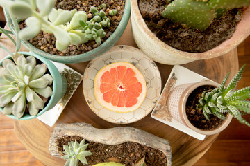 grapefruit half on plate with cactuses and succulents surrounding