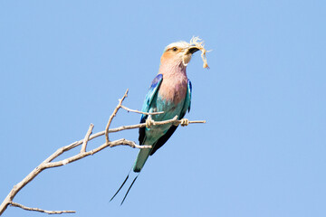 Kgalagadi Transfrontier National Park, South Africa: Lilac-breasted roller