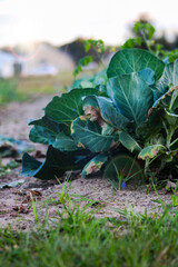 leaves on the ground