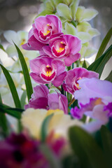 Orchid 03