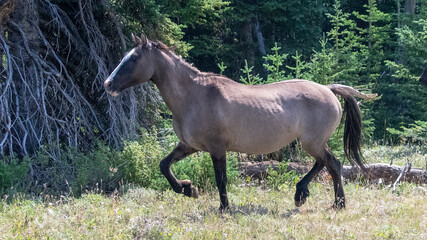 Grulla colored Wild Horse Mustang mare trotting in the mountains in the western United States