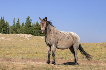 Bay Roan Wild Horse Mustang Stallion on mountain ridge in the western United States