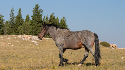 Dark Red Bay Roan Wild Horse Mustang Stallion in the western United States
