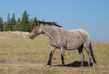 Bay Roan Wild Horse Mustang Stallion on a mountain ridge in the western United States