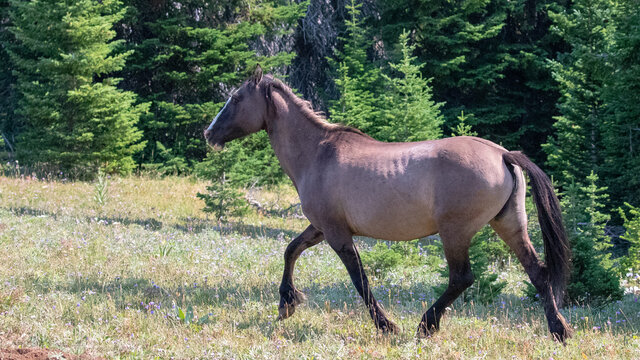 Silver Gray Grulla colored Wild Horse Mustang mare trotting in the Pryor Mountains Wild Horse Range on the border of Wyoming and Montana in the United States