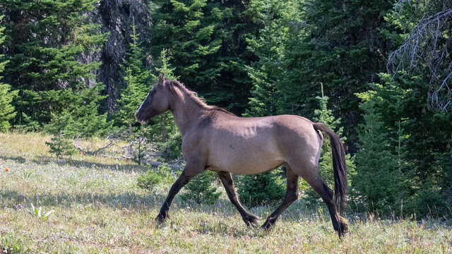 Grulla Wild Horse Mustang mare running in the western United States
