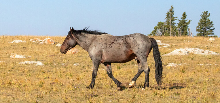 Bay Roan Wild Horse Mustang Stallion walking on mountain ridge in the western United States