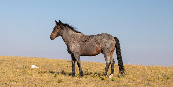 Dark Bay Roan Wild Horse Mustang Stallion on a mountain ridge in the western United States