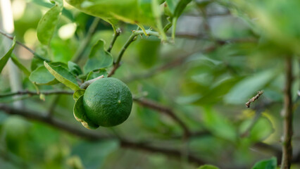 Bitcoin miner Crypto Currency  Focus on the video card and accessories, Concept Digital money processing machine.