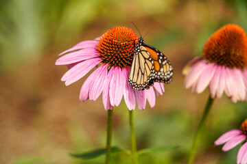 monarch butterfly on Echinacea flower