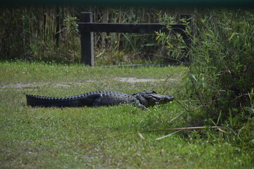 Alligator sunbathing in Florida