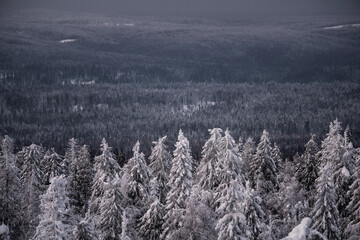 Obraz premium trees in the snow
