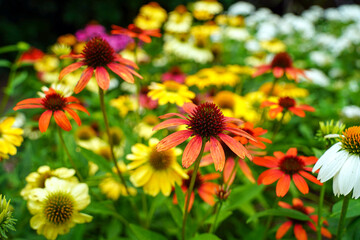 field of Echinacea coneflowers.