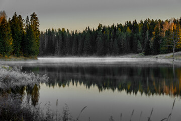 morning in the forest