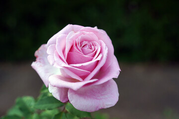 single pink rose grows in garden