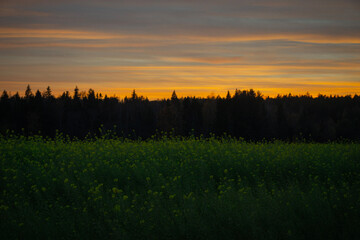 Fototapeta premium sunset in the field